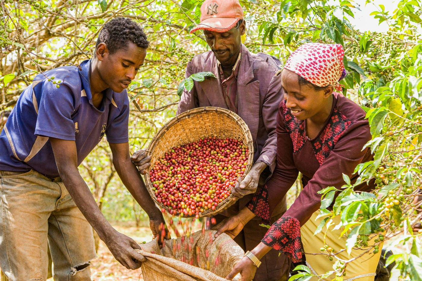 Ethiopian coffee farmers hand-picking ripe red coffee cherries in the highlands